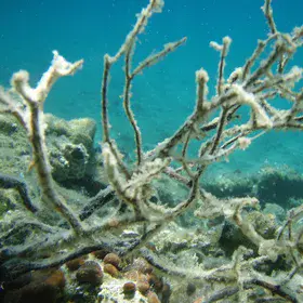 Underwater in the North Aegean Sea