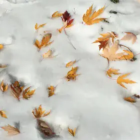 Changing Seasons (winter is coming)