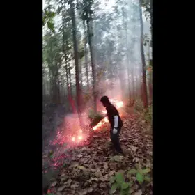 Indigenous way of suppressing low-intensity understorey fires