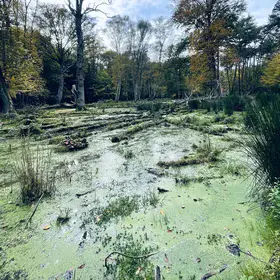 The Mystery of Wetlands