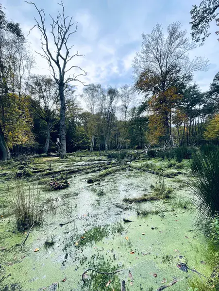 The Mystery of Wetlands