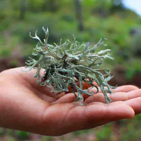 Evernia prunastri: tiny dancer in the forest breeze